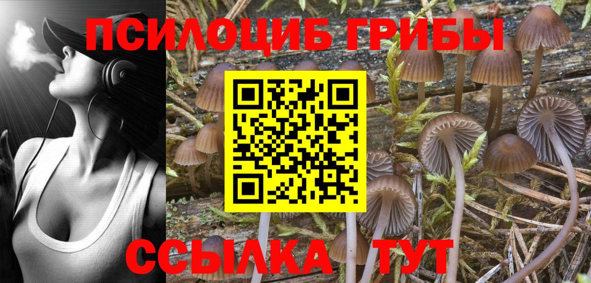 Галлюциногенные грибы Psilocybine cubensis Зерноград